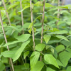 Velvet Bean (Mucuna pruriens)