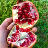 Pomegranate 'Vietnamese Pink' (Punica granatum)