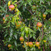 Pomegranate 'Vietnamese Pink' (Punica granatum)