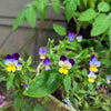 Viola Johnny Jump-Up Seeds