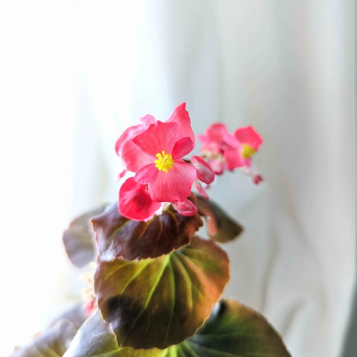 Wax Begonia Seeds – photo 3