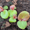 Wax Begonia Seeds – photo 4