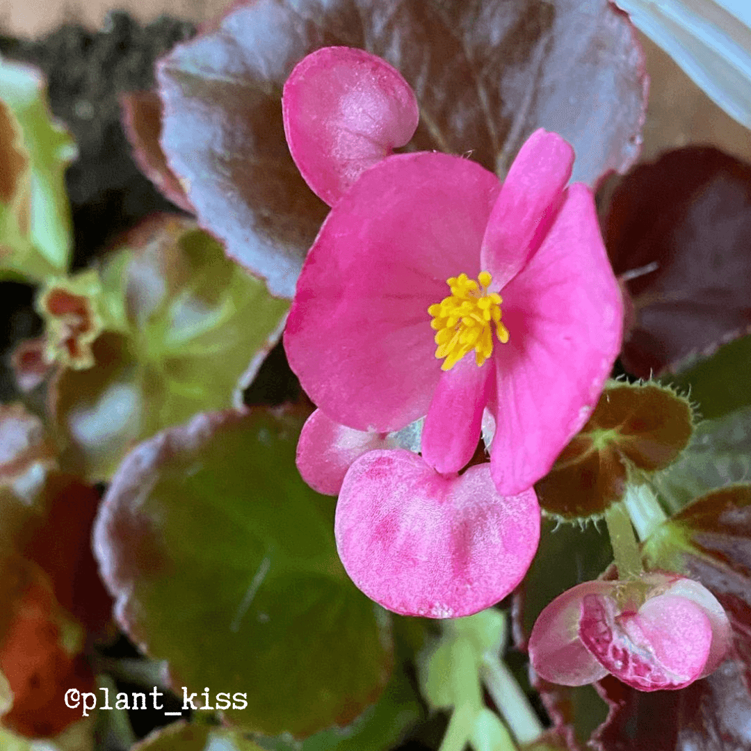 Wax Begonia Seeds – photo 5