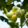 Wax Jambu, Green (Syzygium samarangense)