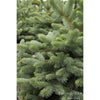 Baby Blue Eyes Spruce