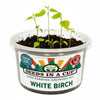 Birch Tree Grow Kit