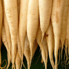 300 LUNAR WHITE CARROT Daucus Carota Vegetable Seeds