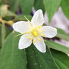 Strawberry Tree, Red (Muntingia calabura)