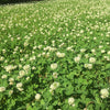 White Dutch Clover Alternative Lawn Seed