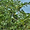 Guava, Wild Florida (Psidium guajava)