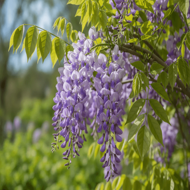 Tree Growing Kit - Choose Your Tree Type