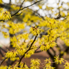 Witch-hazel (Hamamelis virginiana)