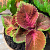 Wizard Coleus Mix Seeds