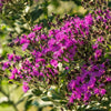 250 PURPLE IRONWEED Prairie Vernonia Fasciculata Flower Seeds