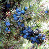 60 Organic Seeds COMMON JUNIPER (20 Berries) Juniperus Communis Tree Shrub Evergreen Conifer Blue Berry Yellow Flower aka Gin Berry Pine