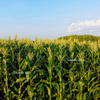 75 SOUTH AMERICAN Yellow POPCORN Corn Zea Mays Heirloom Vegetable Seeds