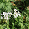 20 RAMP / WILD LEEK Allium Tricoccum Ramps Vegetable Herb White Shade Flower Seeds