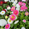 100 MIXED Colors ENGLISH DAISY Bellis Perennis Flower Seeds