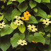 25 MIXED THUNBERGIA Alata VINE Black Eyed Susan Orange White Yellow Flower Seeds