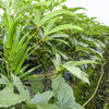 300 CLEMSON Spineless GREEN OKRA Abelmoscgus Esculentus Vegetable Seeds