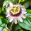 Passion Fruit 'Yellow’ (Passiflora edulis flavicarpa)