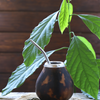 Yerba Mate (Ilex paraguariensis)