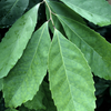 Yerba Mate (Ilex paraguariensis)