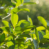 Yerba Mate (Ilex paraguariensis)