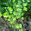 Ginkgo (Ginkgo biloba)