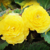 10 MIXED DOUBLE BEGONIA Tuberosa Tuberous Begonia Red Pink White Yellow Orange Shade Flower Seeds