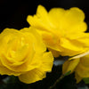 10 YELLOW DOUBLE BEGONIA Tuberosa Tuberous Begonia Shade Flower Seeds