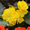 10 YELLOW DOUBLE BEGONIA Tuberosa Tuberous Begonia Shade Flower Seeds