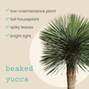 Yucca Rostrata 'Beaked Yucca' Seeds – photo 3