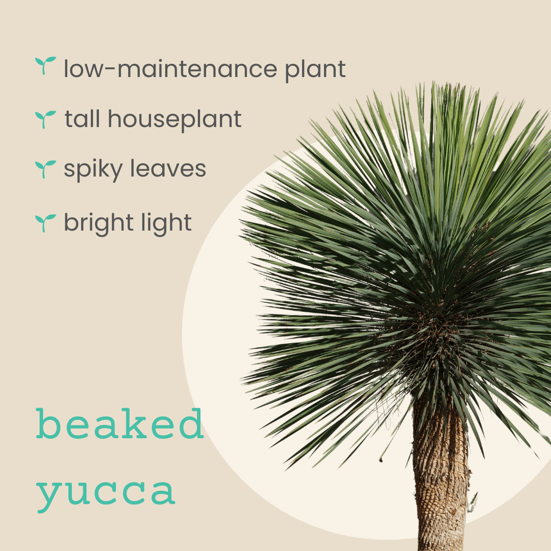Yucca Rostrata 'Beaked Yucca' Seeds – photo 3