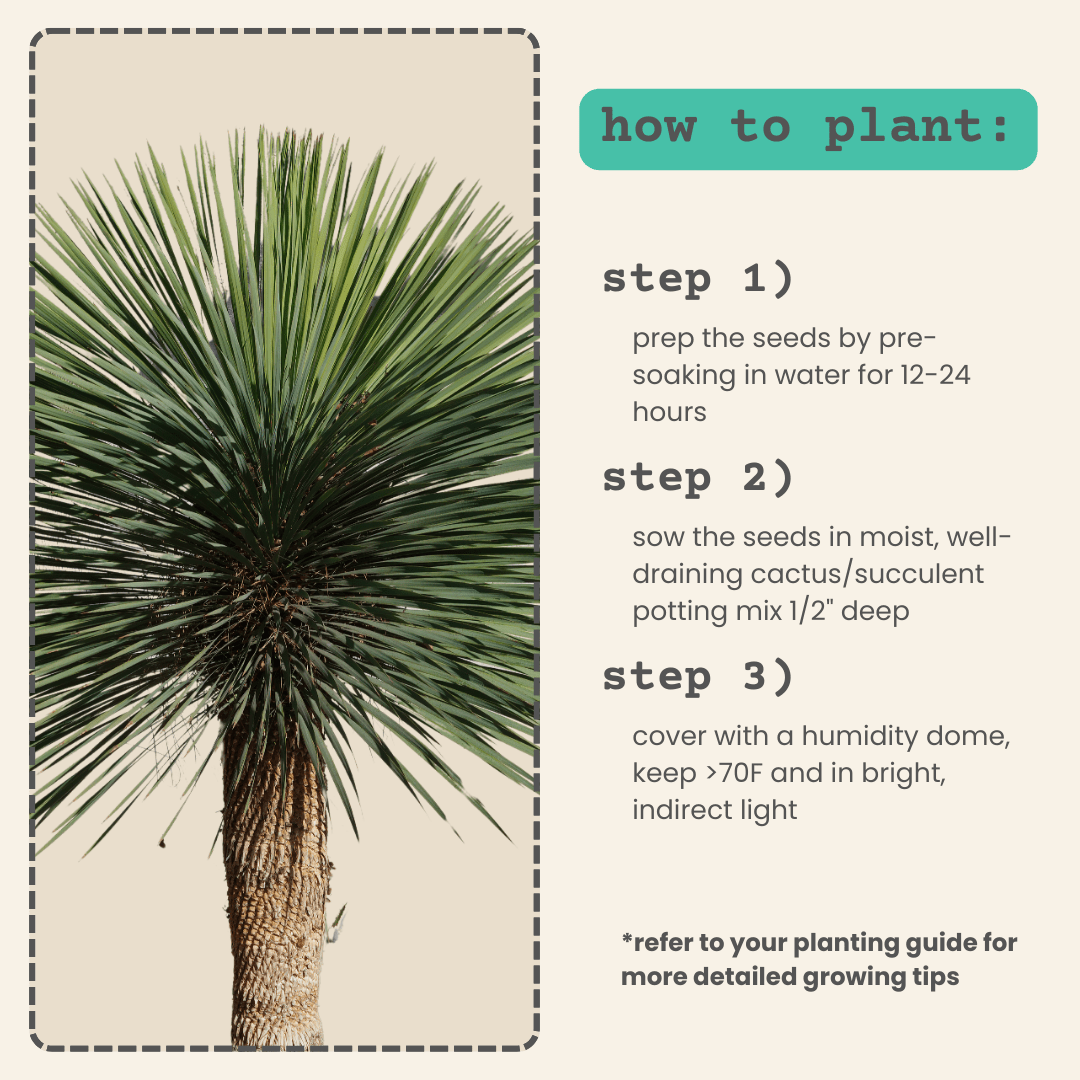 Yucca Rostrata 'Beaked Yucca' Seeds – photo 2