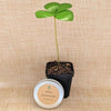 Zamia Furfuracea 'Cardboard Palm' Seeds – photo 3