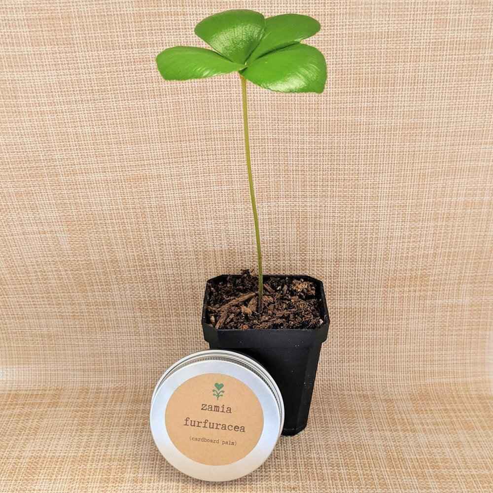 Zamia Furfuracea 'Cardboard Palm' Seeds – photo 3