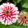Ice Queen Zinnia Seeds – Elegans Bicolor Double Pink Red White Flower – photo 3