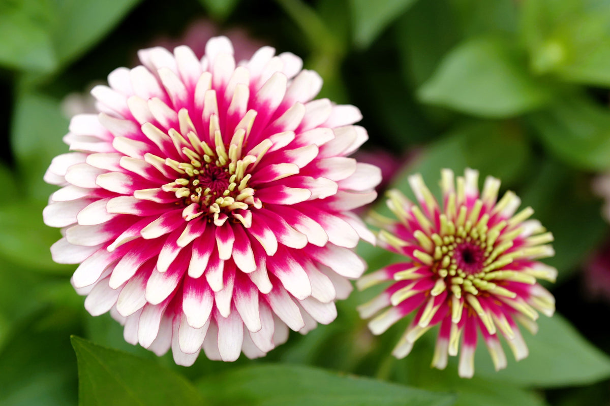 Ice Queen Zinnia Seeds – Elegans Bicolor Double Pink Red White Flower – photo 3