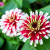 Ice Queen Zinnia Seeds – Elegans Bicolor Double Pink Red White Flower – photo 6