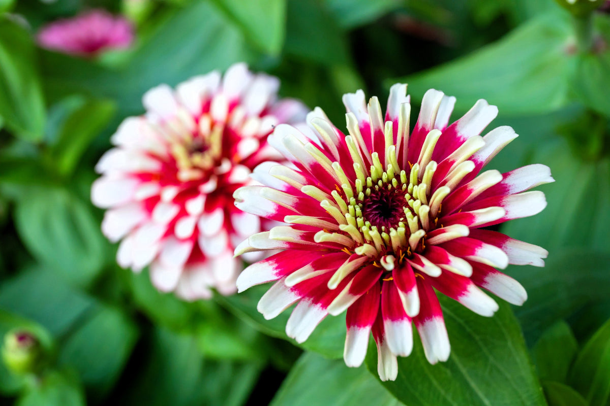 Ice Queen Zinnia Seeds – Elegans Bicolor Double Pink Red White Flower – photo 6