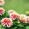 Ice Queen Zinnia Seeds – Elegans Bicolor Double Pink Red White Flower – photo 7
