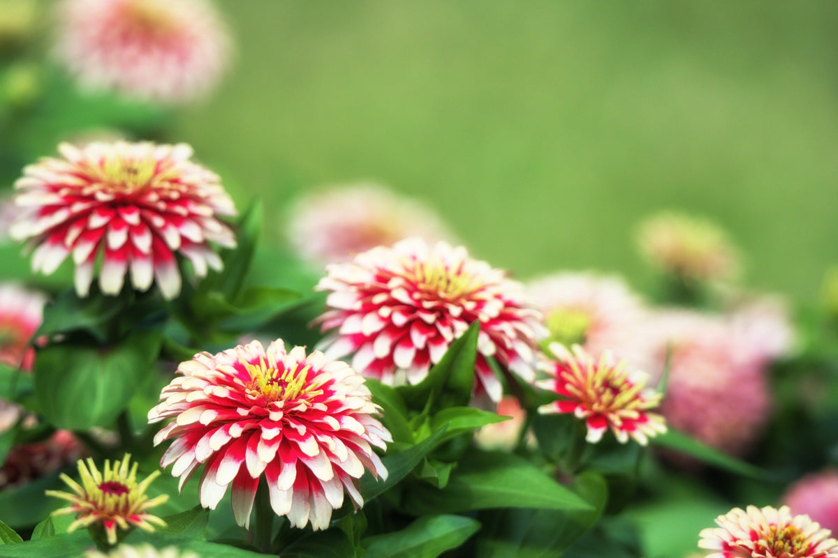 Ice Queen Zinnia Seeds – Elegans Bicolor Double Pink Red White Flower – photo 7