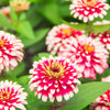 Ice Queen Zinnia Seeds – Elegans Bicolor Double Pink Red White Flower