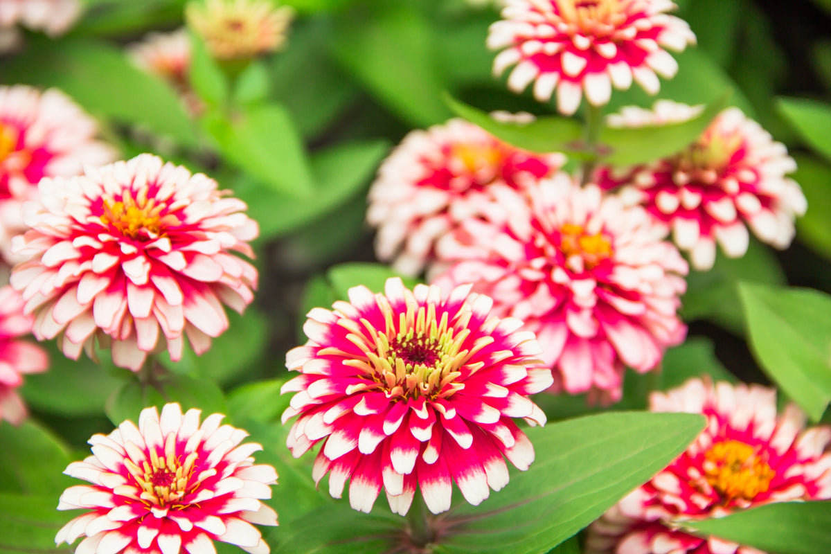 Ice Queen Zinnia Seeds – Elegans Bicolor Double Pink Red White Flower