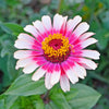 50 CAROUSEL MIX ZINNIA Elegans Carrousel Whirligig Mixed Colors Bicolor Flower Seeds