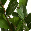 Zamioculcas Zamiifolia 'ZZ Plant'